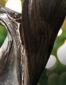 Bvlgari Man Wood Essence Eau de Parfum